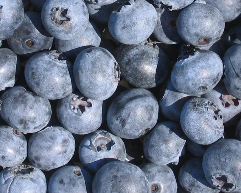 【水果进口报关】进口冷冻水果通关攻略